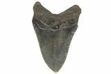 Serrated, Fossil Megalodon Tooth - North Carolina #219367-1